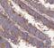 Caspase 10 antibody, FNab01285, FineTest, Immunohistochemistry paraffin image 