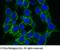 TNF Superfamily Member 9 antibody, 50067-R014, Sino Biological, Immunocytochemistry image 