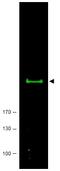 Serine/threonine-protein kinase mTOR antibody, AP09299PU-N, Origene, Western Blot image 