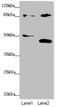 TATA-Box Binding Protein Associated Factor 5 antibody, LS-C676569, Lifespan Biosciences, Western Blot image 