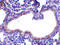 Secretory Leukocyte Peptidase Inhibitor antibody, LS-C34710, Lifespan Biosciences, Immunohistochemistry frozen image 