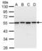 HNRNPH1 antibody, PA5-27610, Invitrogen Antibodies, Western Blot image 