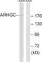 Rho Guanine Nucleotide Exchange Factor 12 antibody, GTX87286, GeneTex, Western Blot image 