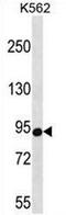 Cold Shock Domain Containing E1 antibody, AP51096PU-N, Origene, Western Blot image 