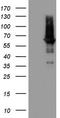 Phosphodiesterase 1A antibody, TA803136AM, Origene, Western Blot image 