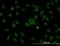 Stromal Antigen 1 antibody, orb94682, Biorbyt, Immunofluorescence image 