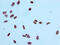 Histone Cluster 1 H2A Family Member E antibody, CSB-RA010385A09acHU, Cusabio, Immunocytochemistry image 