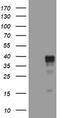 Wnt Family Member 3 antibody, TA801892AM, Origene, Western Blot image 