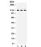 NLR Family CARD Domain Containing 4 antibody, R32329, NSJ Bioreagents, Western Blot image 