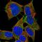LYR Motif Containing 2 antibody, HPA063932, Atlas Antibodies, Immunofluorescence image 