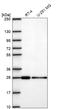 Charged multivesicular body protein 3 antibody, HPA073383, Atlas Antibodies, Western Blot image 