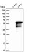 Krueppel-like factor 17 antibody, HPA024629, Atlas Antibodies, Western Blot image 