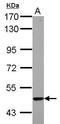 Keratin 23 antibody, GTX112183, GeneTex, Western Blot image 