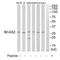 BCAS2 Pre-MRNA Processing Factor antibody, TA312837, Origene, Western Blot image 