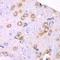 Ribosomal Protein S3A antibody, LS-C334360, Lifespan Biosciences, Immunohistochemistry frozen image 
