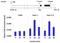 Histone Deacetylase 7 antibody, PA5-29937, Invitrogen Antibodies, Chromatin Immunoprecipitation image 