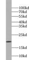 Zymogen granule membrane protein 16 antibody, FNab09632, FineTest, Western Blot image 