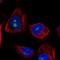Leucine Rich Repeat Containing 23 antibody, NBP1-88962, Novus Biologicals, Immunocytochemistry image 