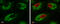 Glutaminase antibody, GTX132402, GeneTex, Immunocytochemistry image 