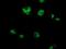 Cytochrome C Oxidase Subunit 6B2 antibody, GTX84668, GeneTex, Immunofluorescence image 