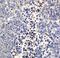 Neuritin 1 antibody, A09989, Boster Biological Technology, Immunohistochemistry paraffin image 
