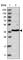 Replication factor C subunit 3 antibody, HPA030149, Atlas Antibodies, Western Blot image 