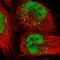 DNA Ligase 1 antibody, HPA048071, Atlas Antibodies, Immunofluorescence image 