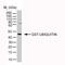 Ubiquitin B antibody, MCA1398G, Bio-Rad (formerly AbD Serotec) , Immunohistochemistry paraffin image 
