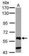 Zinc Finger Protein 181 antibody, PA5-31109, Invitrogen Antibodies, Western Blot image 