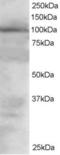 Vav Guanine Nucleotide Exchange Factor 2 antibody, LS-B6444, Lifespan Biosciences, Western Blot image 