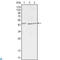 Dickkopf WNT Signaling Pathway Inhibitor 3 antibody, LS-C812567, Lifespan Biosciences, Western Blot image 