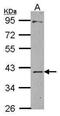 Chitinase 3 Like 2 antibody, PA5-29990, Invitrogen Antibodies, Western Blot image 