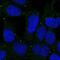 Major Facilitator Superfamily Domain Containing 3 antibody, NBP2-30815, Novus Biologicals, Immunofluorescence image 