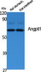 Angiopoietin Like 1 antibody, STJ96408, St John