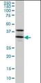 Syntaxin 5 antibody, orb89691, Biorbyt, Western Blot image 