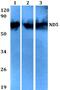 Mitochondrially Encoded NADH:Ubiquinone Oxidoreductase Core Subunit 5 antibody, PA5-36600, Invitrogen Antibodies, Western Blot image 