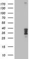 Homeobox C11 antibody, TA502571S, Origene, Western Blot image 