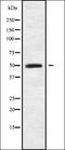 Eukaryotic Translation Elongation Factor 1 Alpha 2 antibody, orb338289, Biorbyt, Western Blot image 
