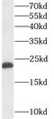 GM2 Ganglioside Activator antibody, FNab03518, FineTest, Western Blot image 