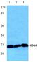 CD63 Molecule antibody, GTX17441, GeneTex, Western Blot image 