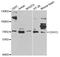 Cadherin 13 antibody, MBS127250, MyBioSource, Western Blot image 