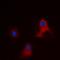 Cytochrome C Oxidase Subunit 7B antibody, orb256467, Biorbyt, Immunofluorescence image 