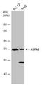 Heat shock-related 70 kDa protein 2 antibody, NBP2-16897, Novus Biologicals, Western Blot image 