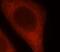 Radical S-Adenosyl Methionine Domain Containing 2 antibody, FNab07504, FineTest, Immunofluorescence image 