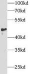 Sperm Adhesion Molecule 1 antibody, FNab08148, FineTest, Western Blot image 