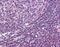 MALT1 Paracaspase antibody, orb87937, Biorbyt, Immunohistochemistry paraffin image 