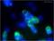 GAPDH antibody, ab9485, Abcam, Immunocytochemistry image 