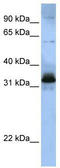 Serine/arginine-rich splicing factor 8 antibody, TA343947, Origene, Western Blot image 