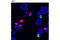 p21 antibody, 8493S, Cell Signaling Technology, Immunocytochemistry image 