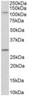 Myosin IH antibody, AP32953PU-N, Origene, Western Blot image 